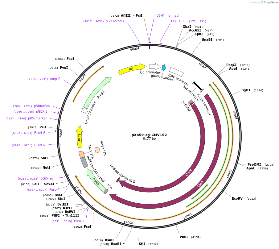 179916-plasmid-map-sequence-id-358502