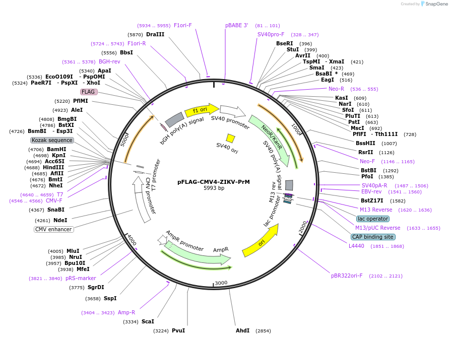 178840-plasmid-map-sequence-id-358511