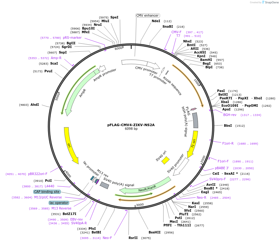 178842-plasmid-map-sequence-id-358512