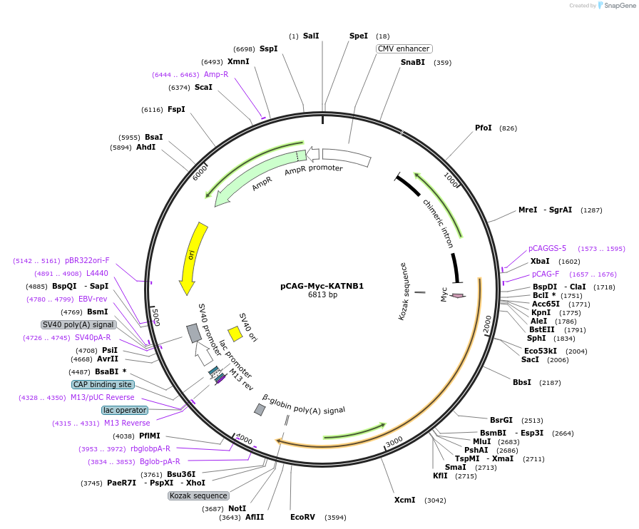 160054-plasmid-map-sequence-id-358513