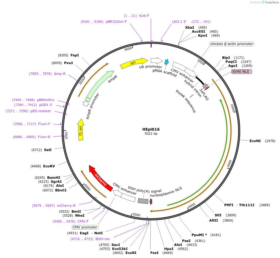 179991-plasmid-map-sequence-id-358514