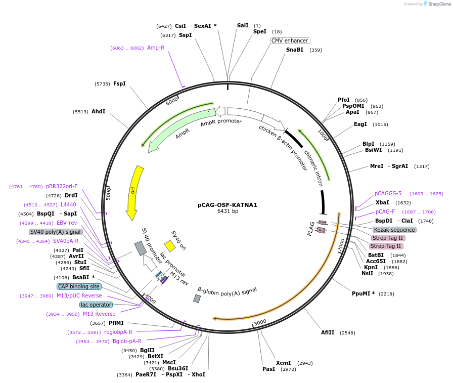 160051-plasmid-map-sequence-id-358516