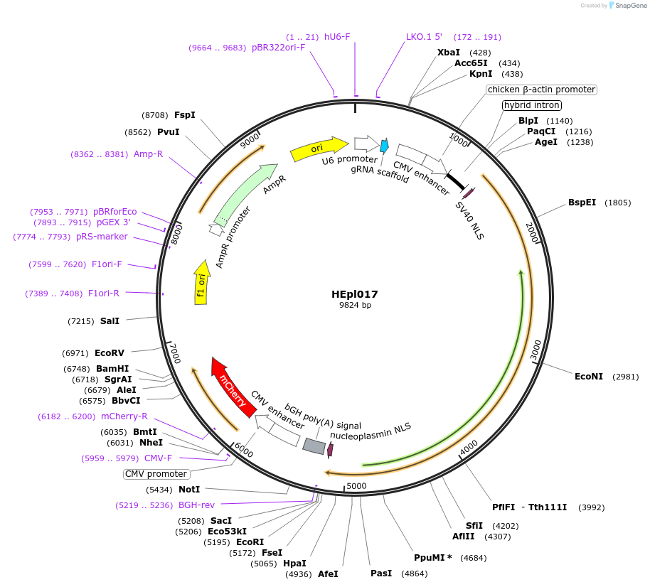 179992-plasmid-map-sequence-id-358517
