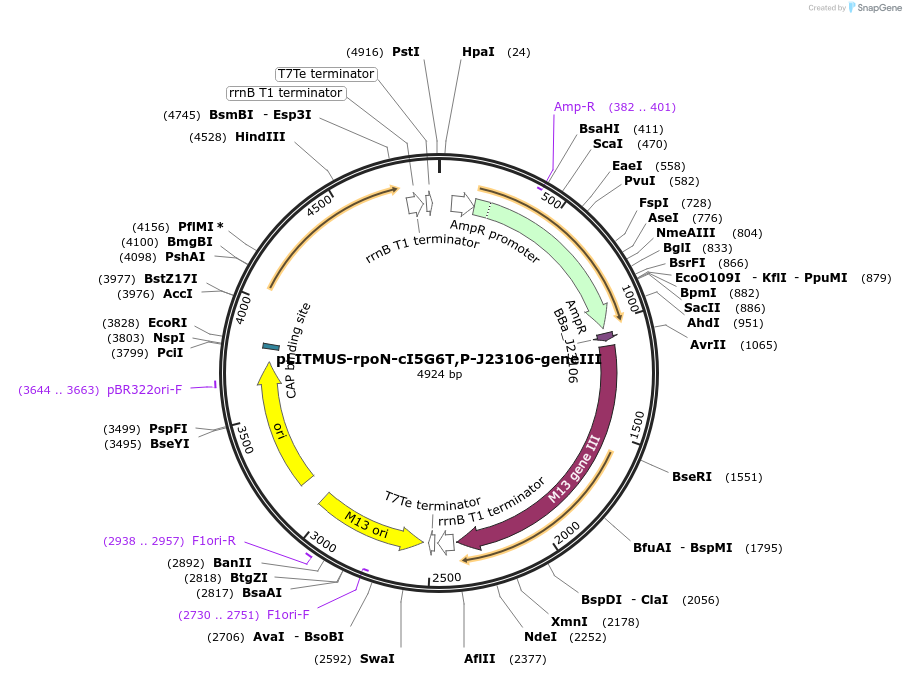 80862-plasmid-map-sequence-id-358518