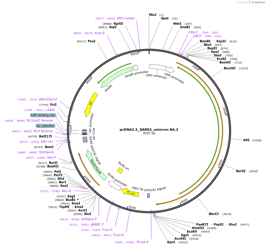 183700-plasmid-map-sequence-id-358528