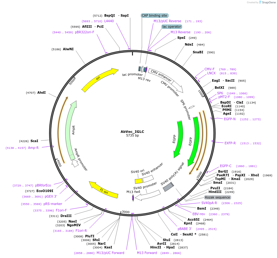 183703-plasmid-map-sequence-id-358529