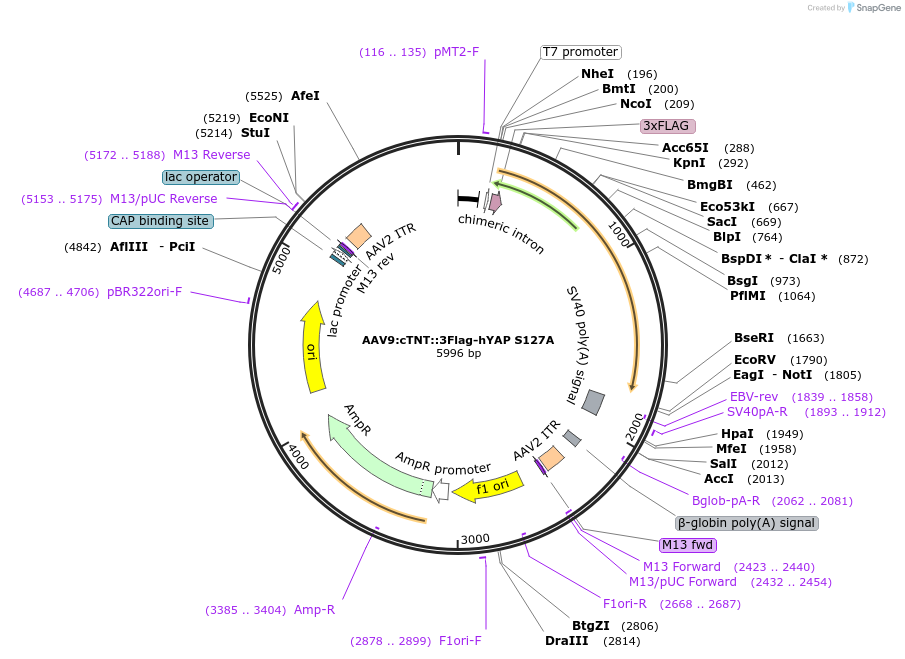 86558-plasmid-map-sequence-id-358541