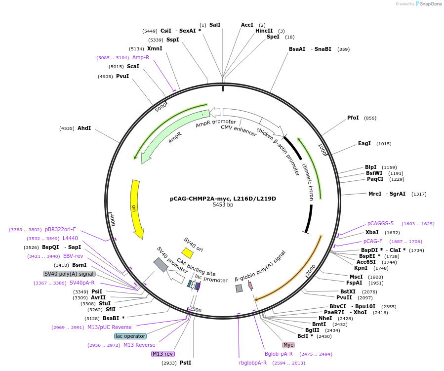 180645-plasmid-map-sequence-id-358544