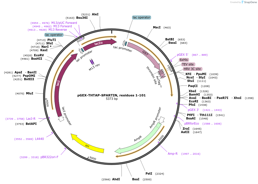 180626-plasmid-map-sequence-id-358545