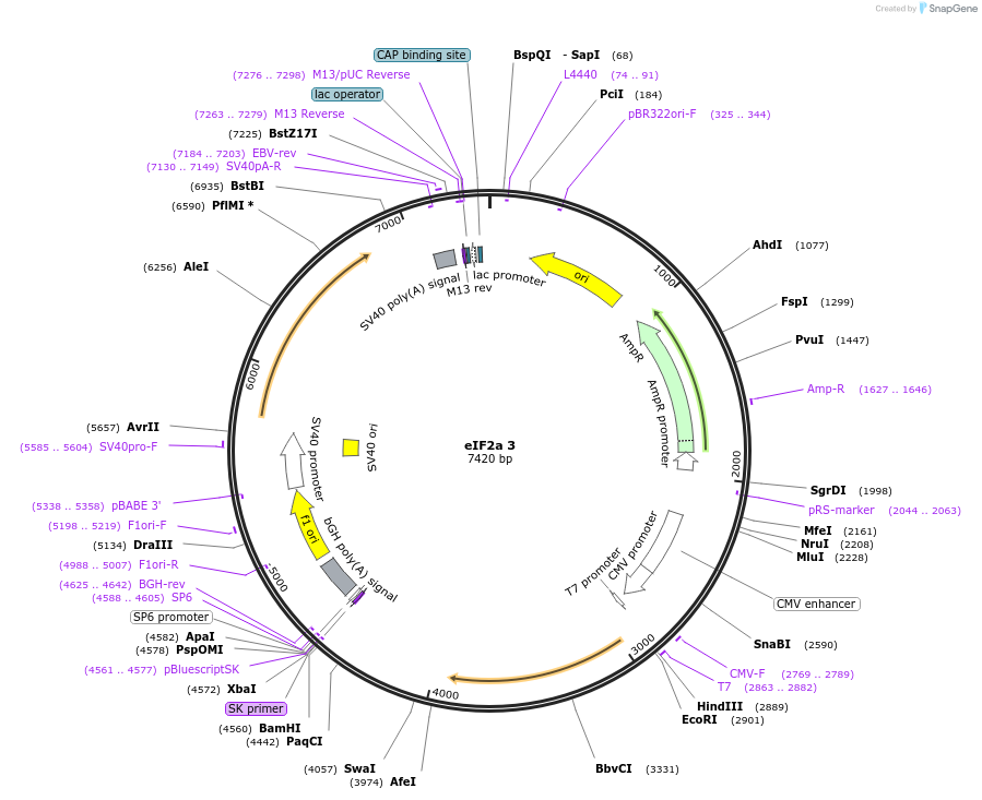 21809-plasmid-map-sequence-id-358561