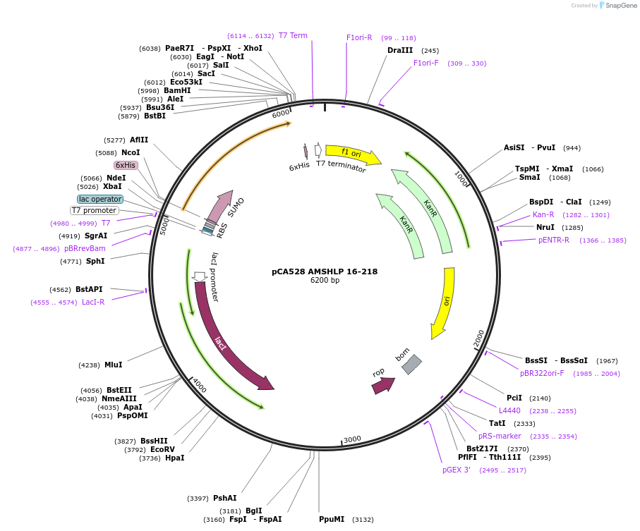 180609-plasmid-map-sequence-id-358566