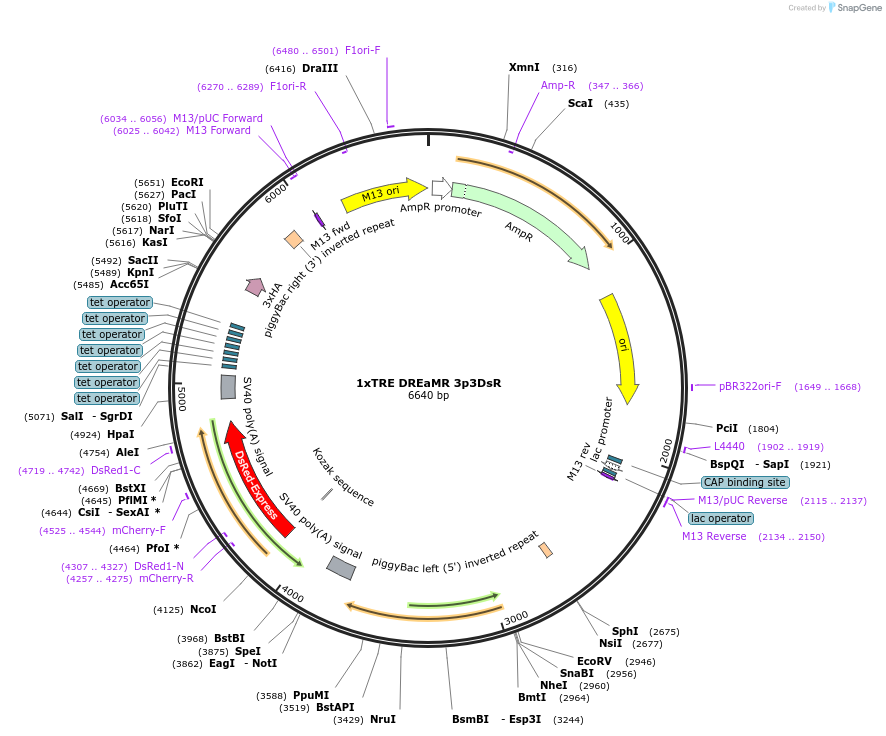 182204-plasmid-map-sequence-id-358574