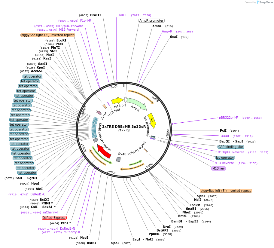 182206-plasmid-map-sequence-id-358575