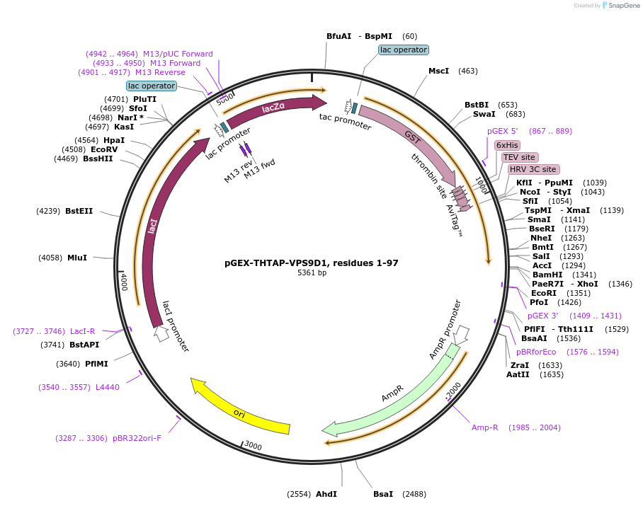 180640-plasmid-map-sequence-id-358576