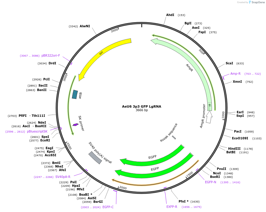 182208-plasmid-map-sequence-id-358577