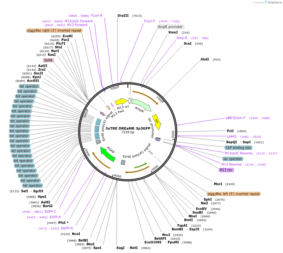 182205-plasmid-map-sequence-id-358581