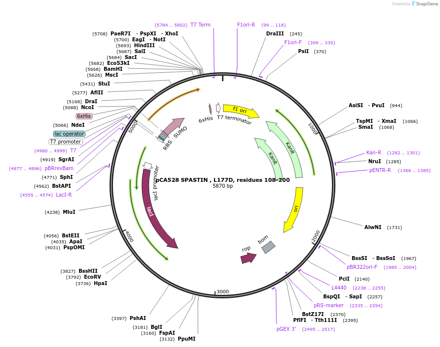 180634-plasmid-map-sequence-id-358583