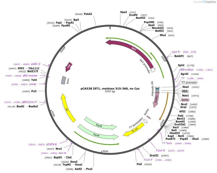 180643-plasmid-map-sequence-id-358585