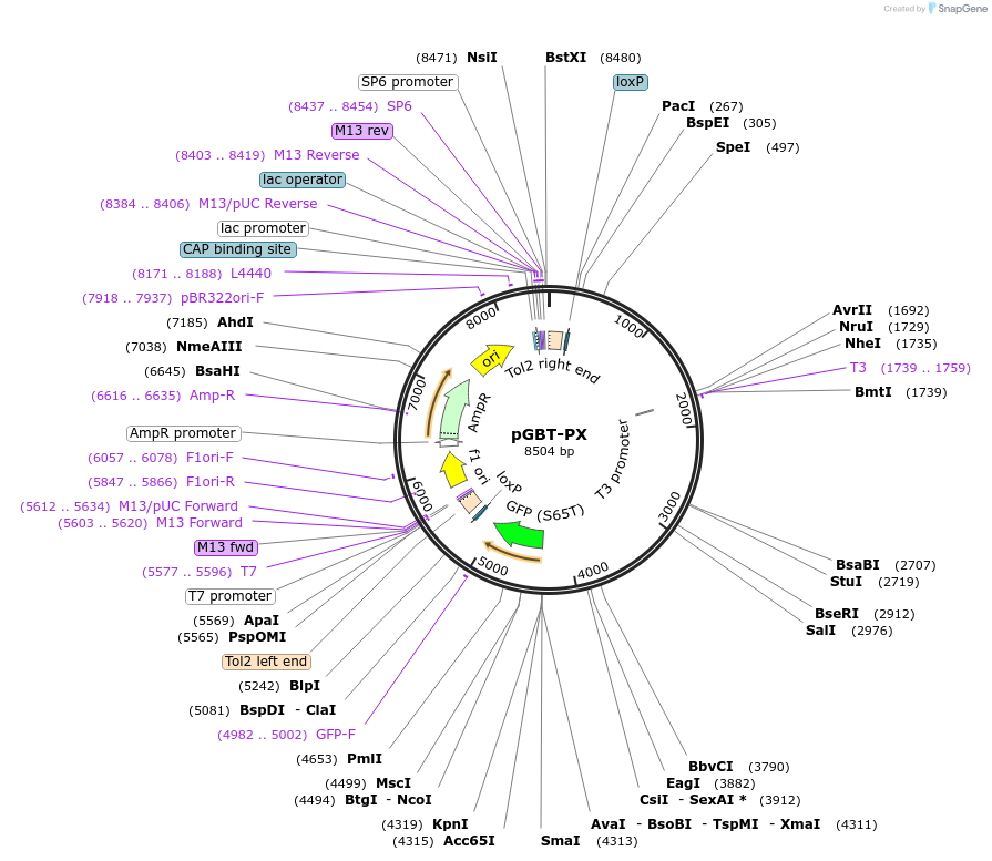 31824-plasmid-map-sequence-id-35859