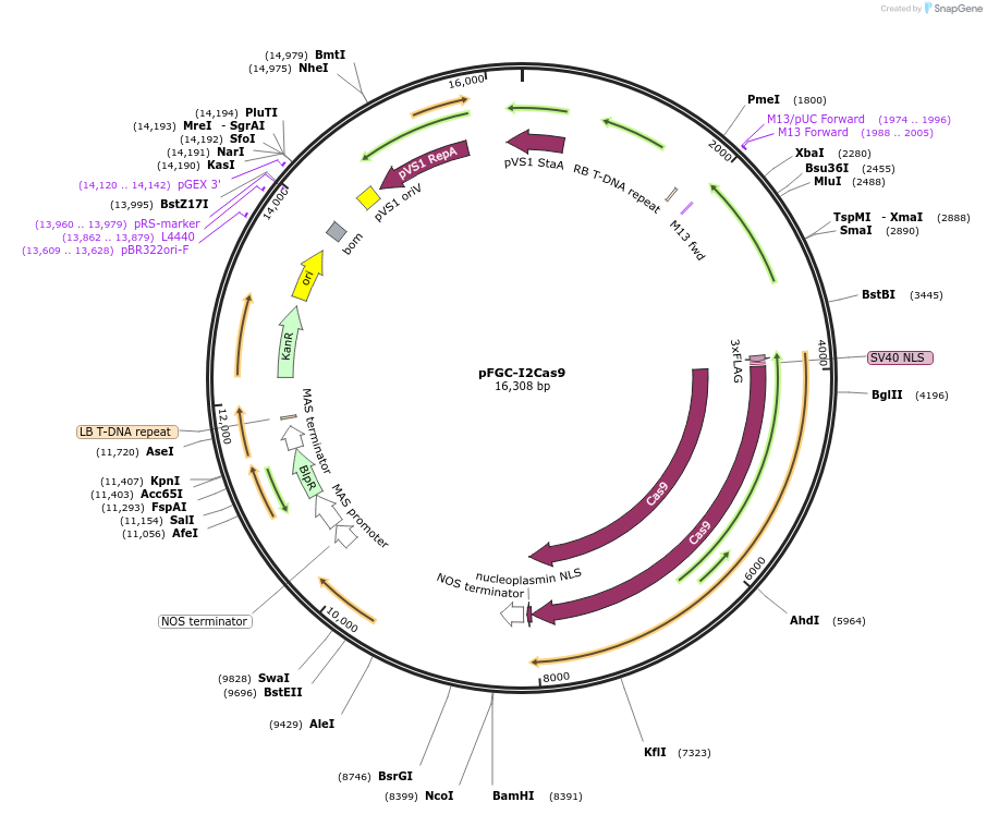 173158-plasmid-map-sequence-id-358594