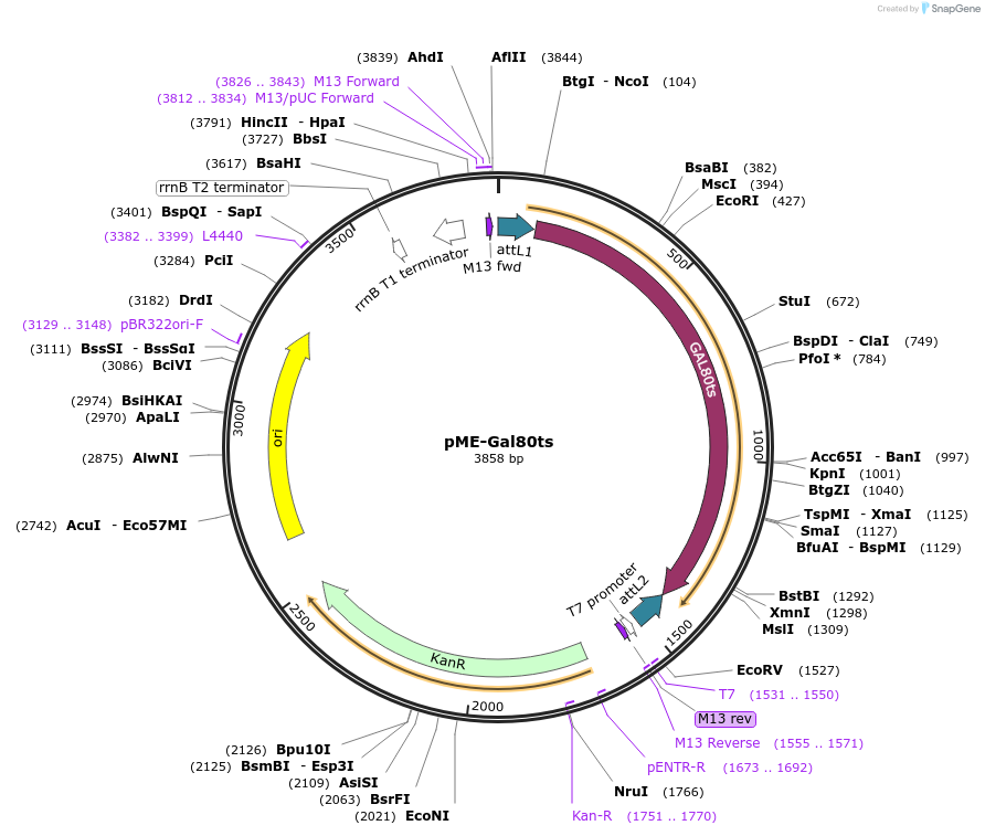 51619-plasmid-map-sequence-id-358611