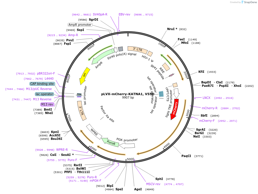 180651-plasmid-map-sequence-id-358612