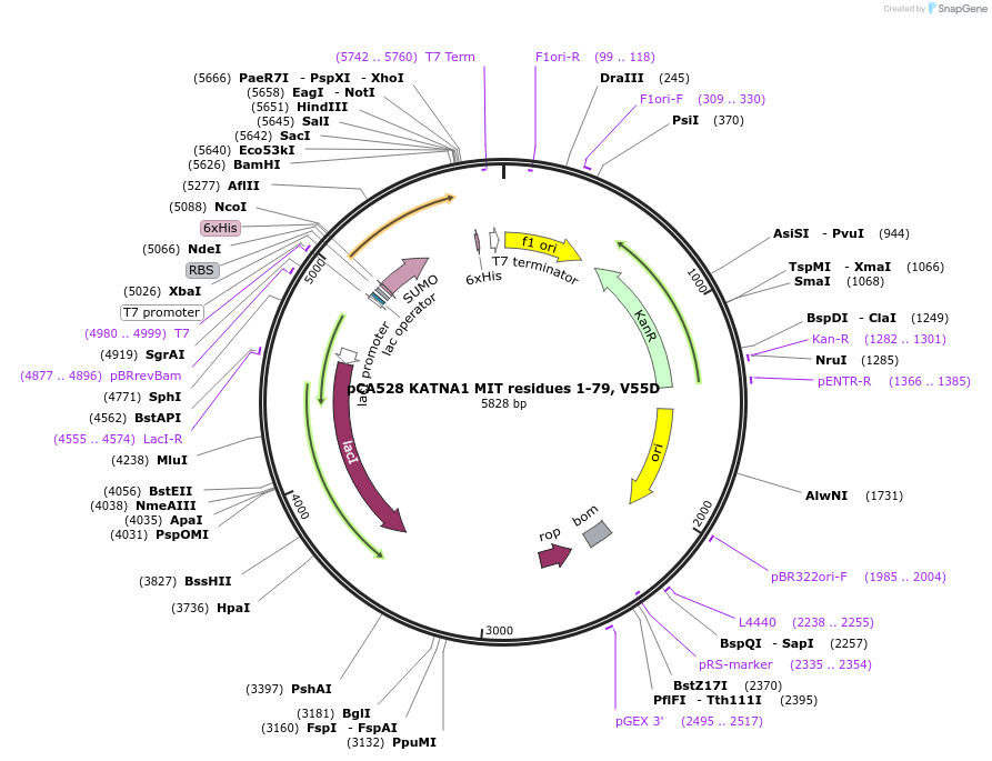 180615-plasmid-map-sequence-id-358616