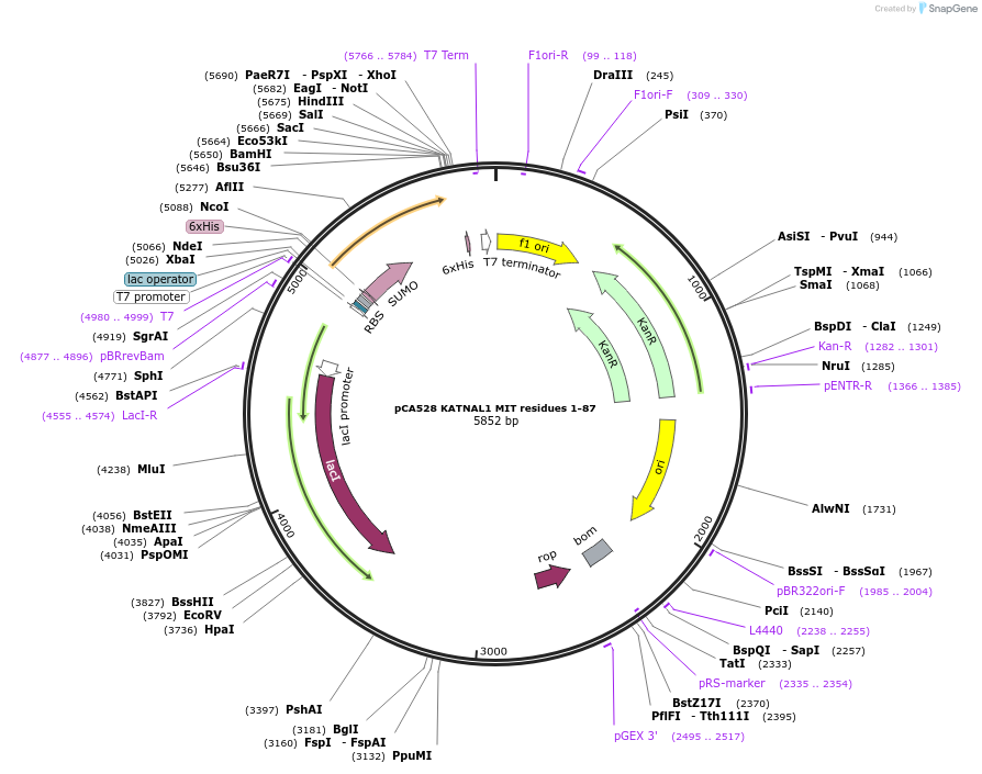 180618-plasmid-map-sequence-id-358619