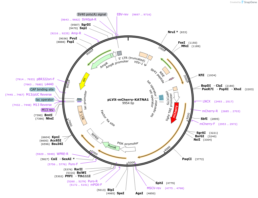 180650-plasmid-map-sequence-id-358623