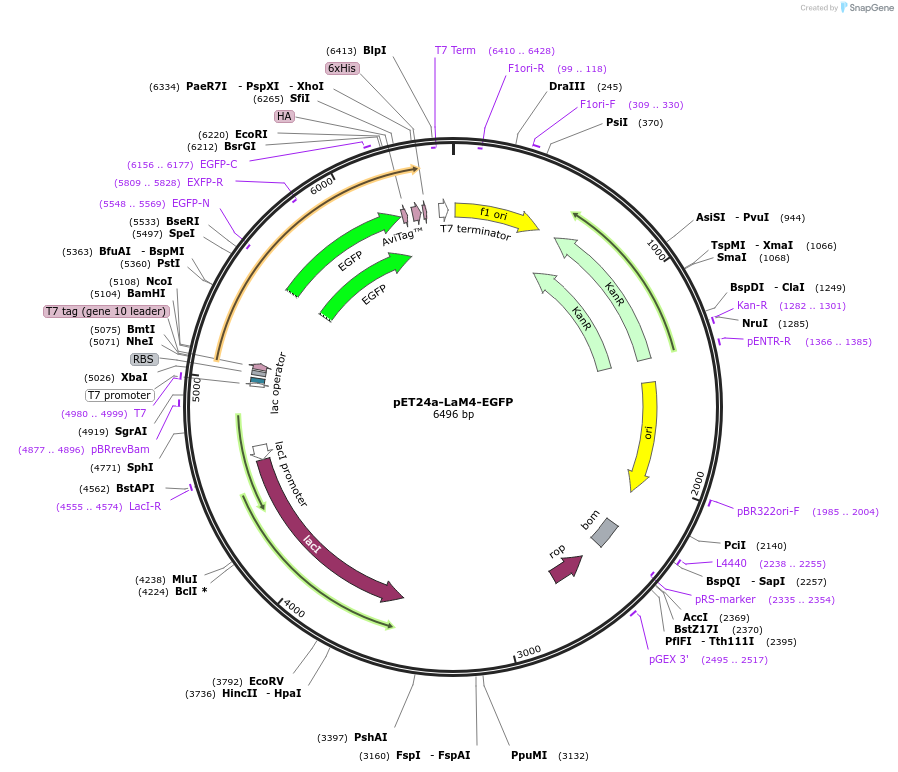 182641-plasmid-map-sequence-id-358626