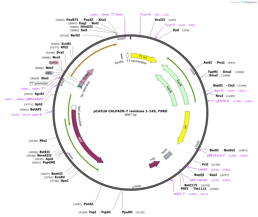 180613-plasmid-map-sequence-id-358627