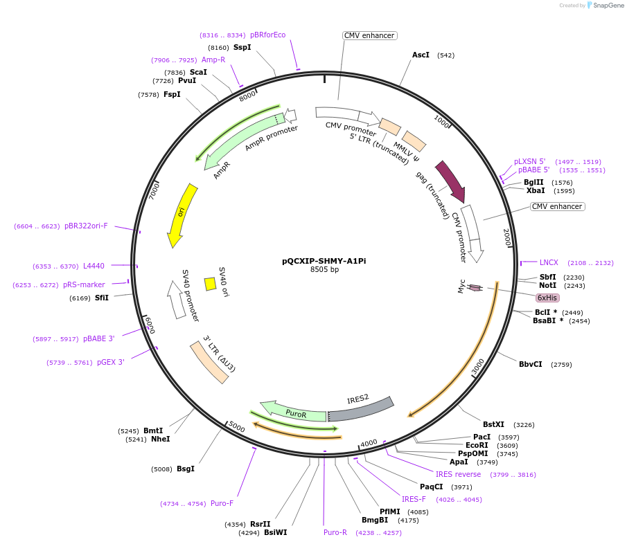182648-plasmid-map-sequence-id-358630