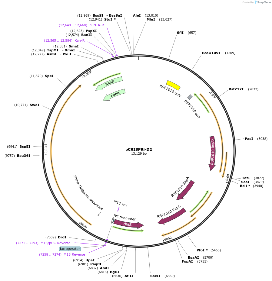 182927-plasmid-map-sequence-id-358639