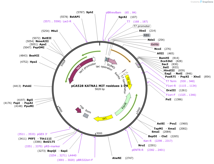 180614-plasmid-map-sequence-id-358645