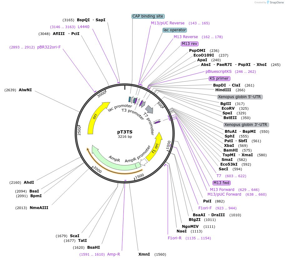 31830-plasmid-map-sequence-id-35865