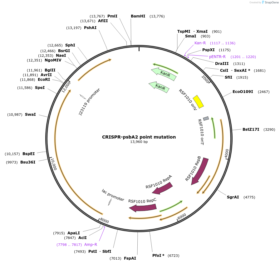 182929-plasmid-map-sequence-id-358652