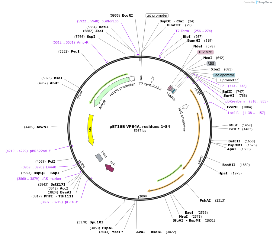 180638-plasmid-map-sequence-id-358663