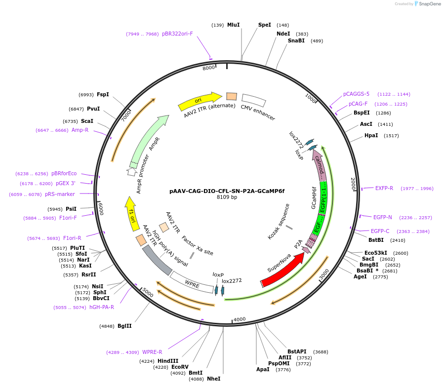 181742-plasmid-map-sequence-id-358664