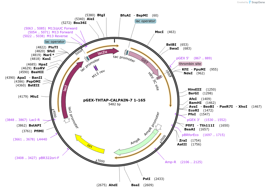 180610-plasmid-map-sequence-id-358669