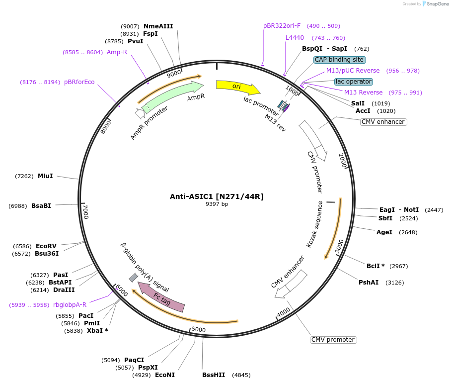 177525-plasmid-map-sequence-id-358671