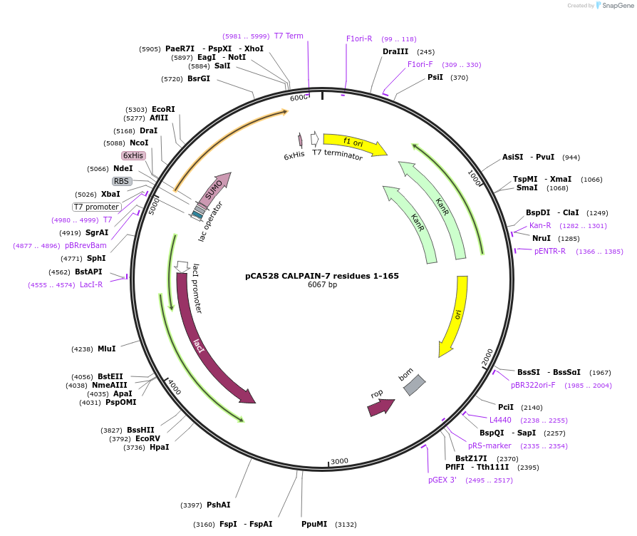 180611-plasmid-map-sequence-id-358673