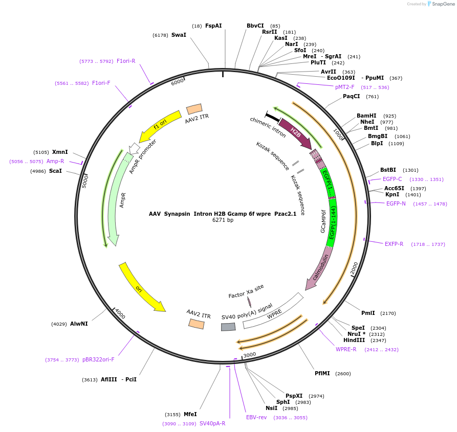 74144-plasmid-map-sequence-id-358674