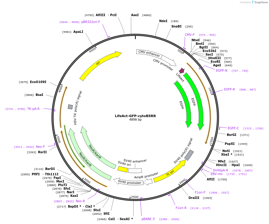 182577-plasmid-map-sequence-id-358678