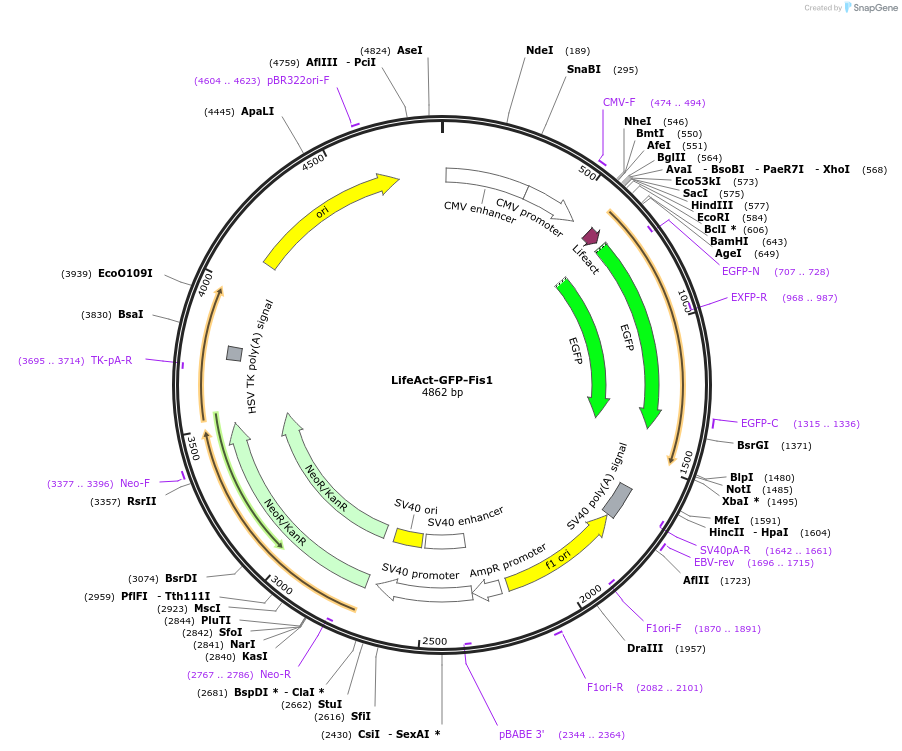 182576-plasmid-map-sequence-id-358681