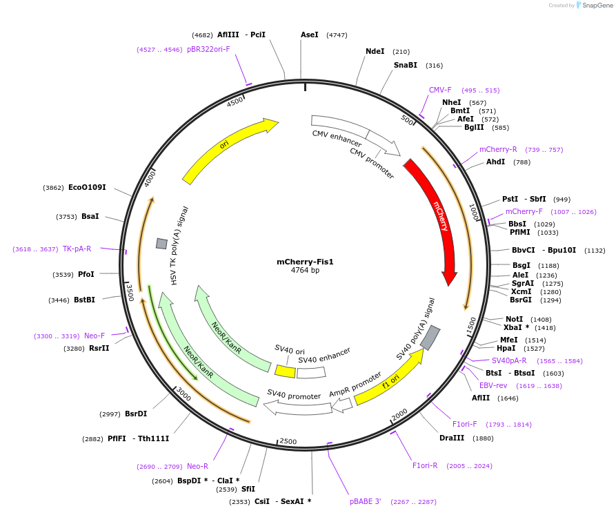 182580-plasmid-map-sequence-id-358684