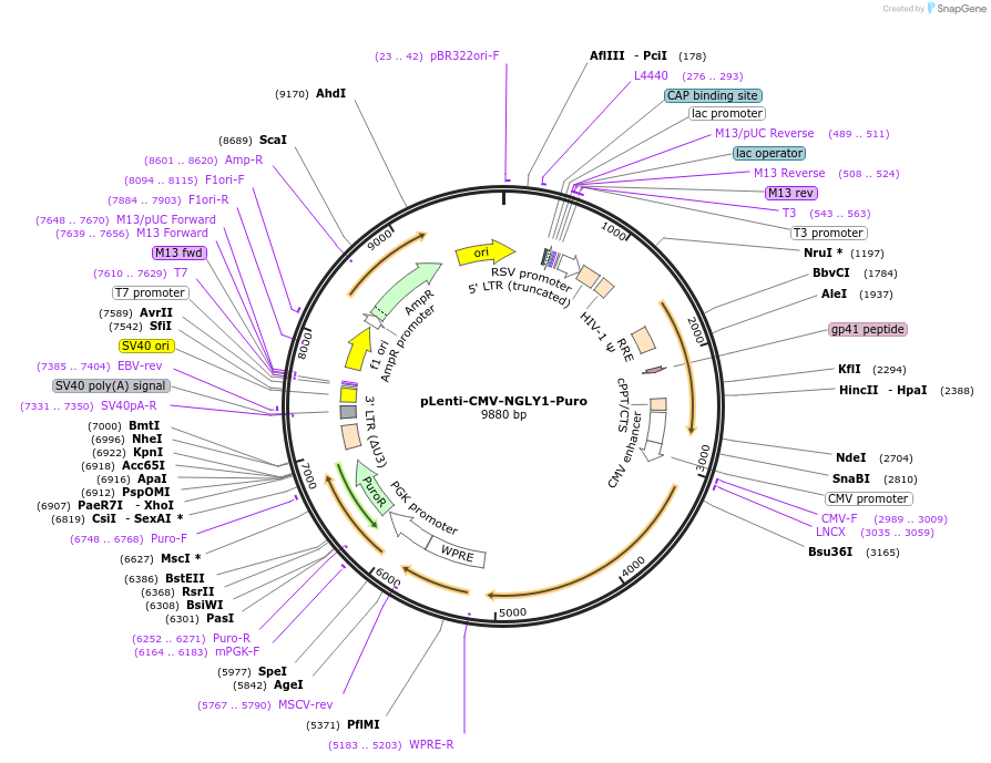 181916-plasmid-map-sequence-id-358685