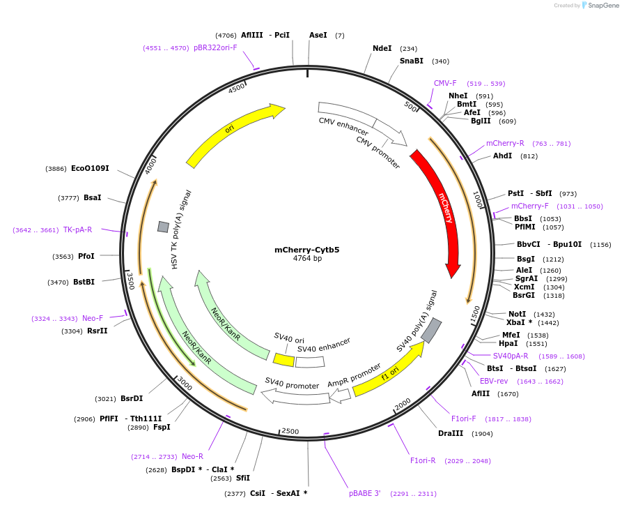 182579-plasmid-map-sequence-id-358686