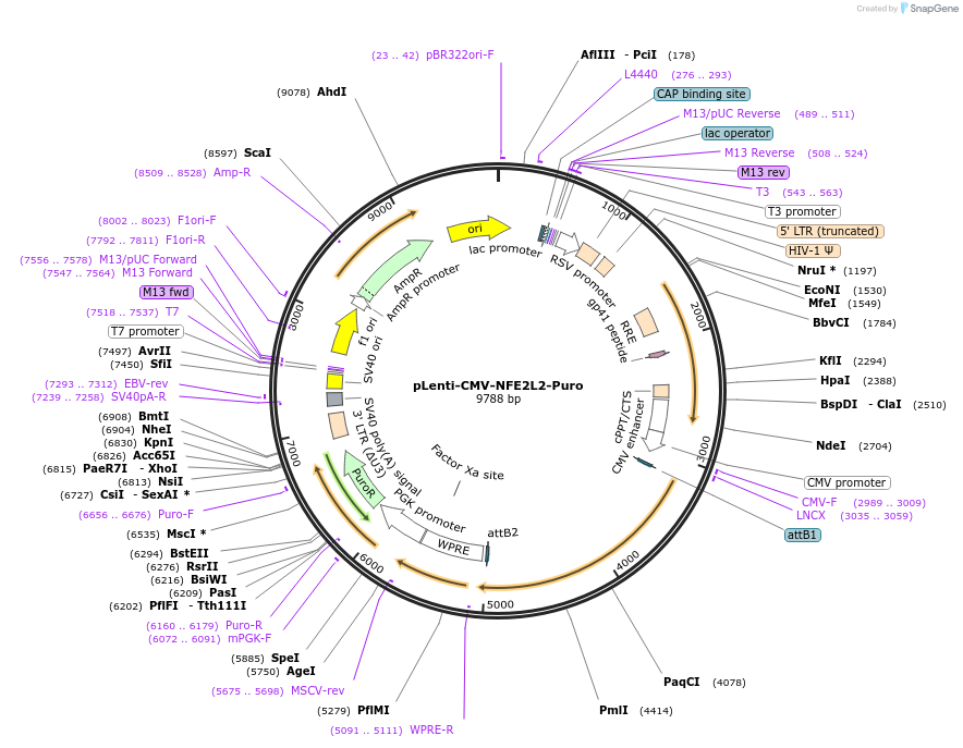 181919-plasmid-map-sequence-id-358692