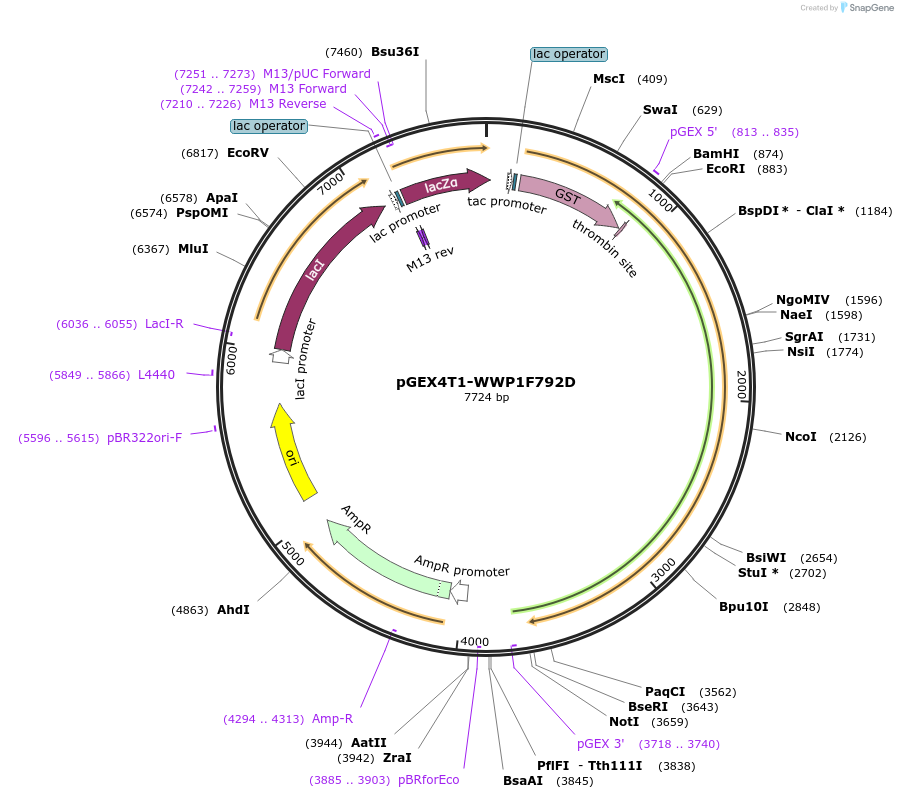 179328-plasmid-map-sequence-id-358707