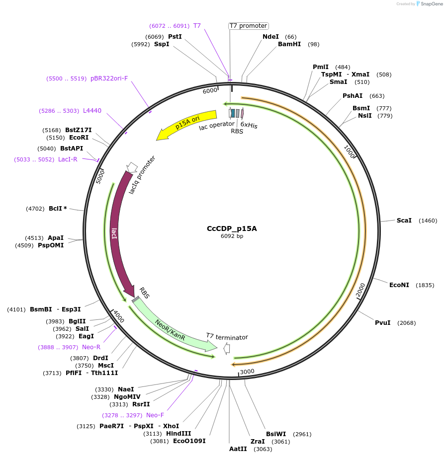 179272-plasmid-map-sequence-id-358709